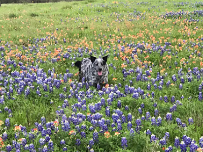 Rowdy – a Blue Heeler practicing appropriate social distancing